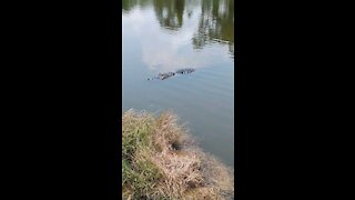 Florida Alogator Wants Snack