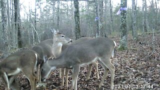 4 Hungry Deer In The Wild