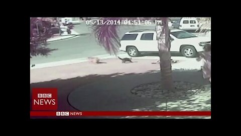 Hero Cat Saves a Kid From Dog Attack!