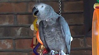 Apologetic parrot offers lunch and a kiss