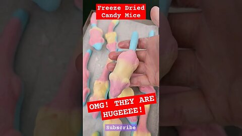 Freeze Dried Mice 😳 #sweets #candy #trend #trending #viral #youtubeshorts #shorts #ytshorts #foodie