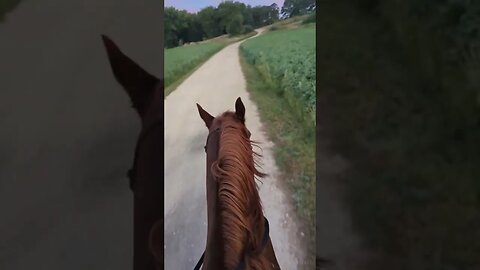 Horsing Around Early to Beat the Heat 🥵🐴