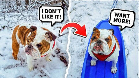 MY BULLDOG LOVES SNOW! ❄