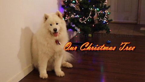 Christmas tree/Samoyed/Smiling Dog Senba