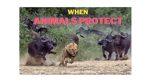 When Animals Protect