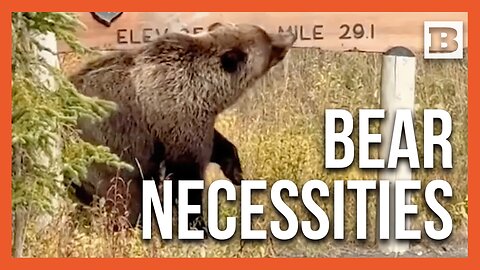 Welcome to Bear Country: Bear Uses Campground Sign in Denali to Scratch Back