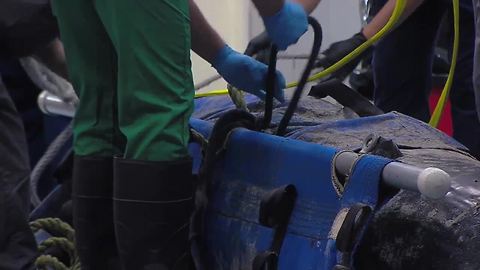 FAU Harbor Branch Oceanographic Institute conducting necropsy on whale that died on Juno Beach