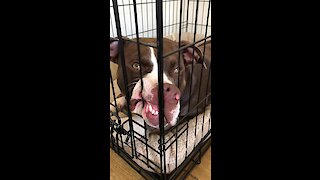 Pit Bull not thrilled about his new crate training