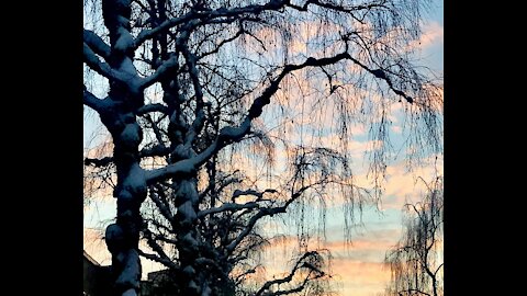 The Starling and the Willow, Spoken Word