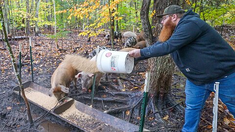 The Most Important Part Of Raising Pastured Pork