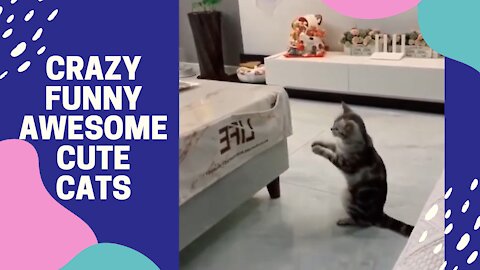 Crazy Funny Awesome Cute Cats