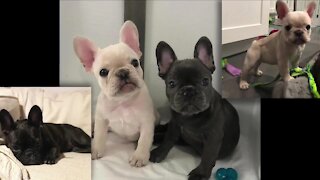 Family out hundreds of dollars after responding to online puppy ad