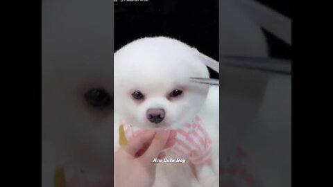 <<Cute dogs funny video>>