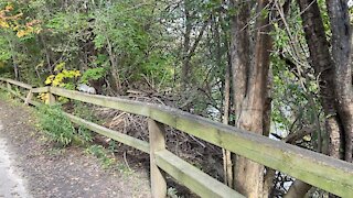 Grey Squirrel and Chickadees