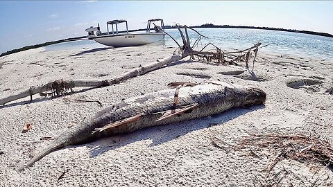 Tampa RED TIDE 2021 - Worst HUMAN FUELED FISH KILL in years - EXPLAINED