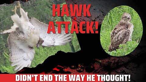 Attack! Ruffled Feathers: The Hawk’s Surprise!