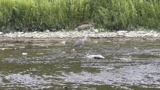 Great Blue Heron fishing