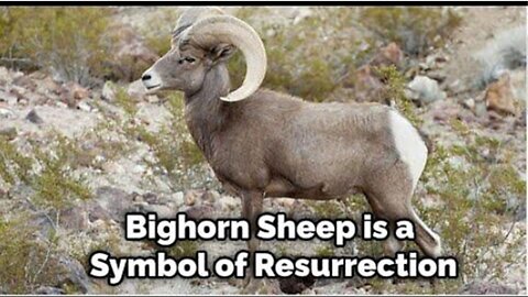 After a Simple Analysis,, From a BIBLICAL Perspective, Are We Witnessing the Call of GOD's Sheep ?