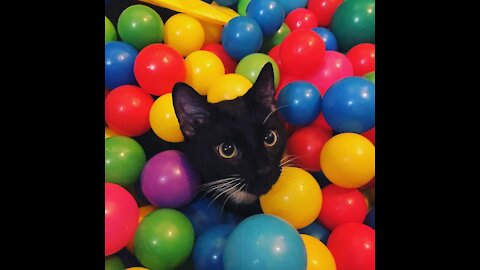 Cats vs Balloons - Funny