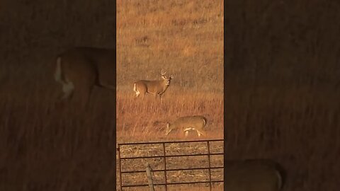 Check out this mature Nebraska Buck #deer #deerhunting #hunting