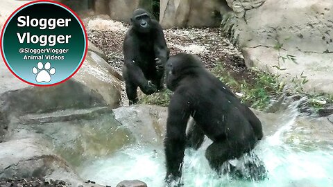 Playful Gorilla Brothers Kovanga, M'baku, and Yamba