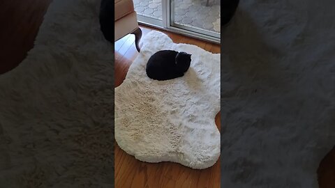 Small cat on large bed - Trinket finally likes the expensive bed we bought for him! #cat #funny