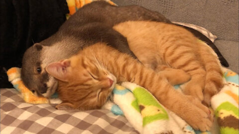 Otter Can’t Sleep Without Holding Kitten!