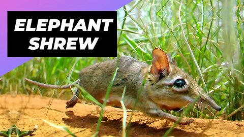 Elephant Shrew 🐀 One Of The Cutest And Rarest Animals In The Wild #shorts