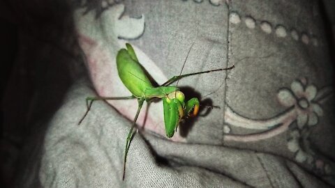 The praying mantis cleans itself just like a cat