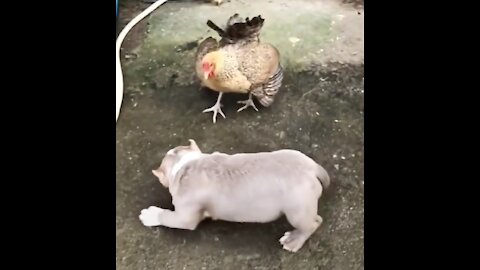 Chicken Vs Dog Fight. Who wins?? - Funny chicken dog videos