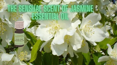 The Sensual Scent of Jasmine Essential Oil