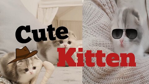 Cute Kitten | Video Short Leg cat-kimskann