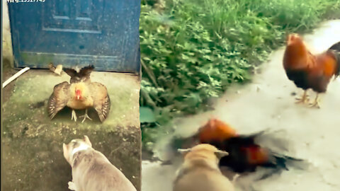 Chicken and Dog Fierce Fight - Times Chicken showed superiority