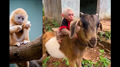 Little monkey having fun on a cute goat in green land