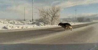 Dog almost run over by car