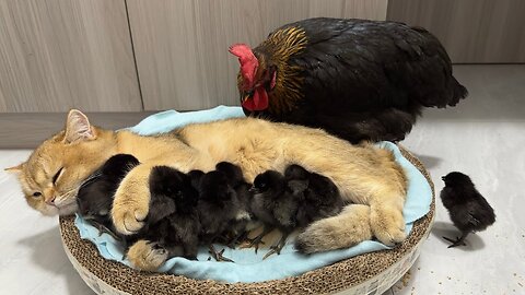 The hen was surprised!Kittens know how to take care of chicks better than hens