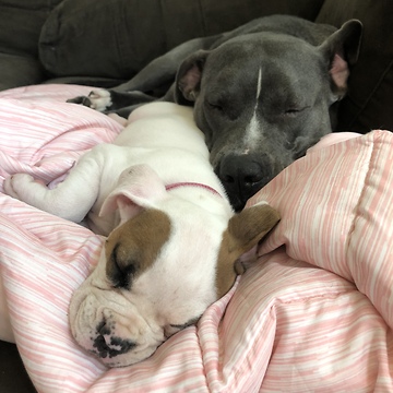 Little girl preciously naps with four sleeping doggies