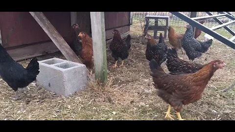 New Layer Pullets