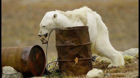 A dying polar bear, these were the final hours of his life, it’s truly