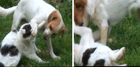 Tow puppies playing together