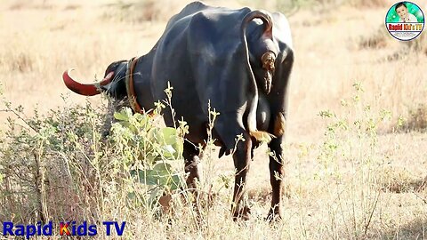 Buffalo Videos for Kids | Cow and Buffalo Video Specially Made for Children