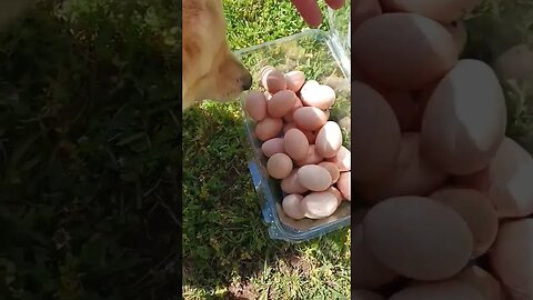 Raising your own food isn't hard #hen #egg #food #homesteading #chickenegg #raisingchickens