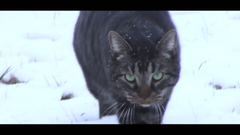 Cat vs. Bird