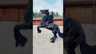 BLACK HORSE #shorts #tiktok #horse