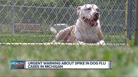 Urgent warning issued about spike in dog flu cases in Michigan