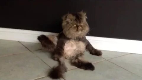 Exotic Longhair Cat Sits Like a Human