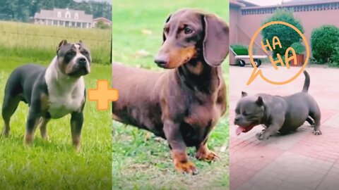 2 minutes of cute animals🐵🐶🐱 Funny pets🎥😁