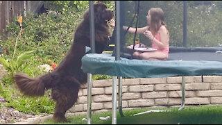 Bear-like dog tries to snatch girl’s lunch