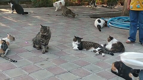 گربه های پارک لاله | Cats of Laleh Park - Tehran