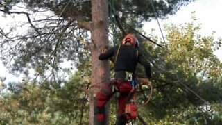 Felled tree crumbles like cookie before hitting ground